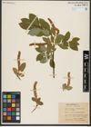 Foto von Salix hastata L.